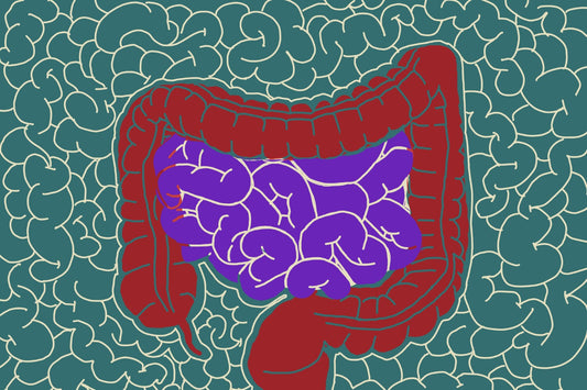 Healing From the Inside Out: Understanding the Brain-Gut Connection