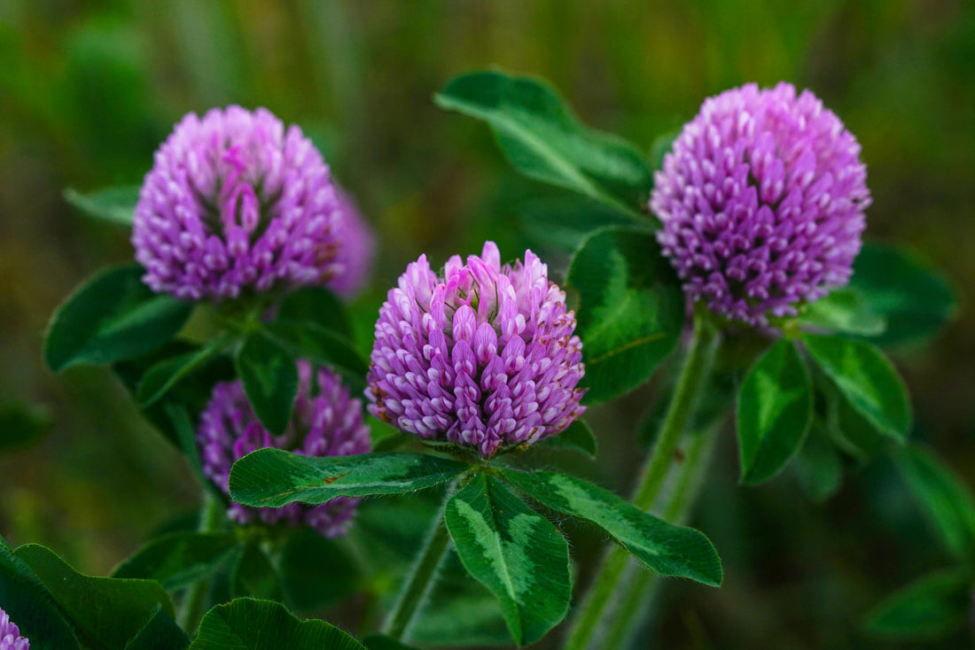 Say Goodbye to Menopause Discomfort: How Red Clover Can Help You Thrive