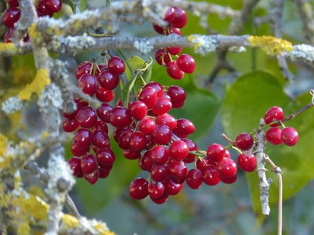 Feeling Fine With This Ancient Vine: The Benefits Sarsaparilla