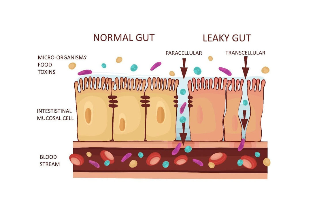 Nutrient absorption